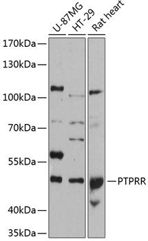Western blot