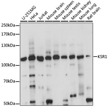 Western blot - KSR1 antibody (144-60922)