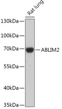 Western blot