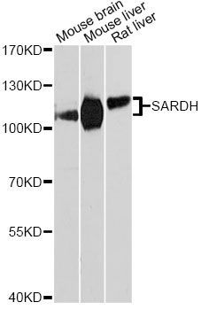 Western blot - SARDH Antibody (144-09541)