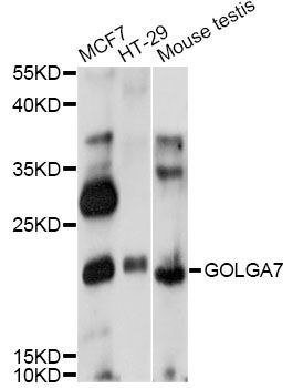 Western blot - GOLGA7 antibody (144-60839)