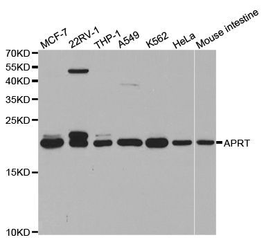 Western blot - APRT antibody (144-05456)
