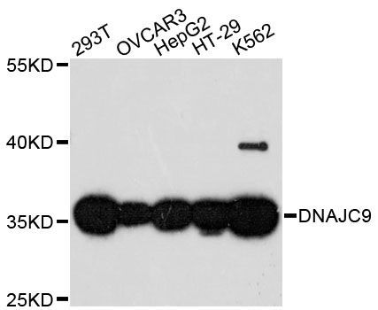 Western blot - DNAJC9 antibody (144-60222)