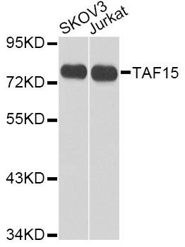 Western blot - TAF15 antibody (144-08465)