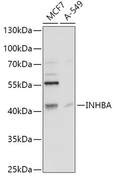 Western blot