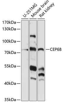 Western blot