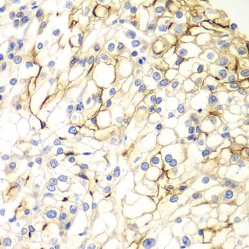Immunohistochemistry - VANGL2 antibody (144-07825)