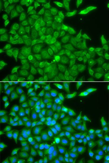 Immunofluorescence - CSNK1G2 antibody (144-07326)