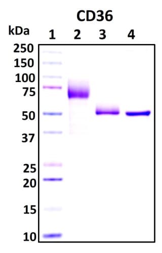 SDS-PAGE Image