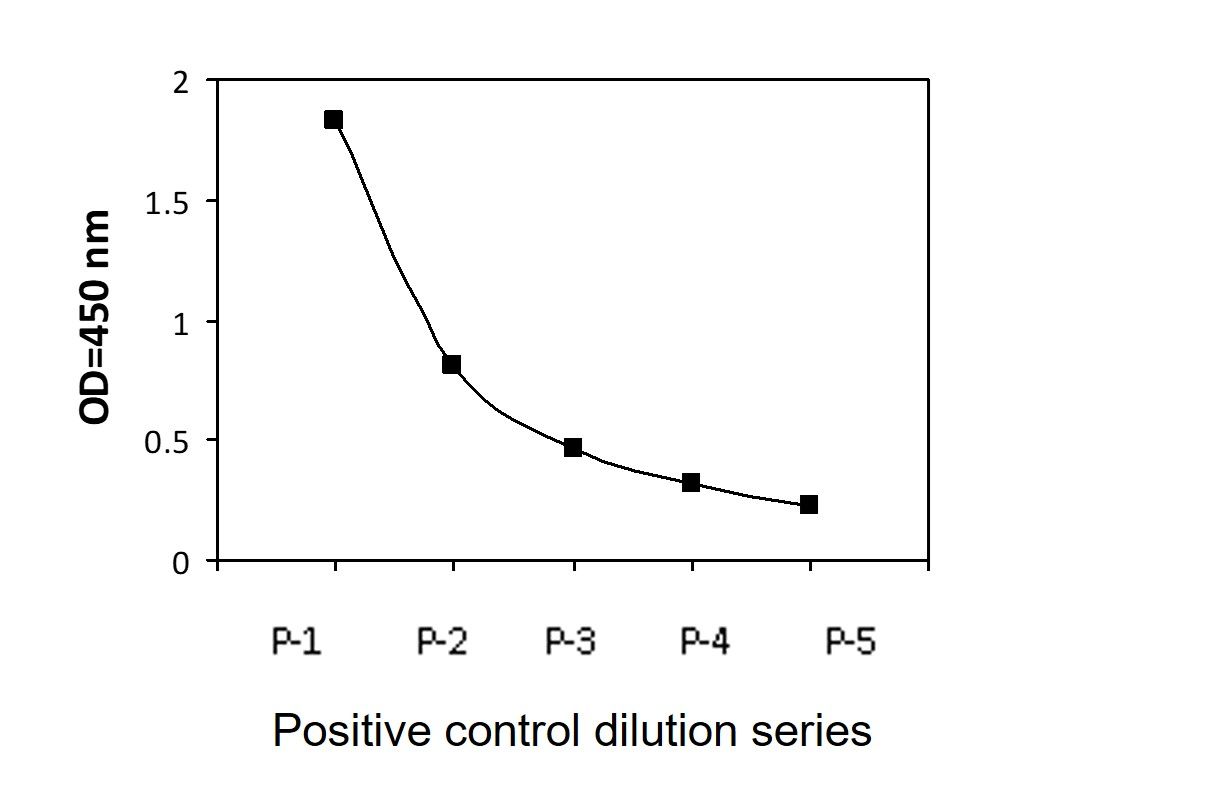 CDK1 (Y15) Positive Control