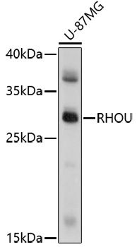 Western blot
