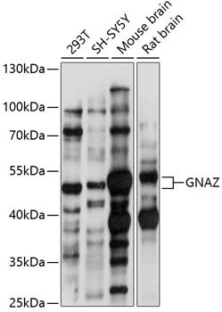 Western blot