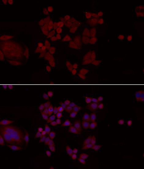 Immunofluorescence - ANP32A antibody (144-05768)