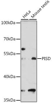 Western blot