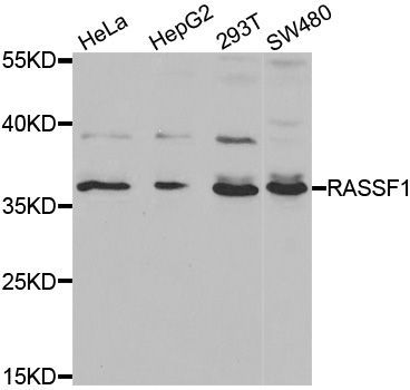Western blot - RASSF1 antibody (144-01203)