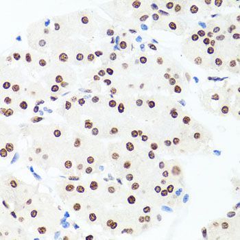 Immunohistochemistry - H1F0 Polyclonal Antibody (144-03298)