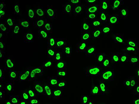 Immunofluorescence - SNRPA antibody (144-06410)