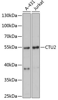 Western blot