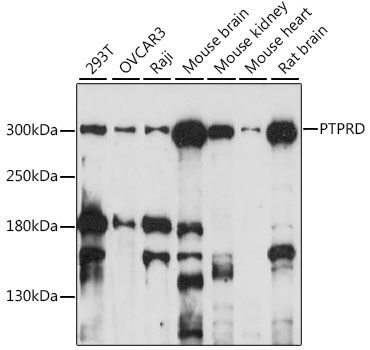 Western blot - PTPRD antibody (144-015713)