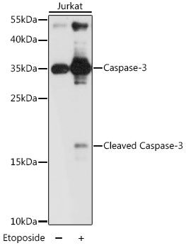 Western blot - CASP3 Polyclonal Antibody (144-02156)