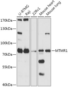 Western blot