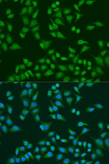 Immunofluorescence - TIA1 antibody (144-12523)