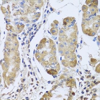 Immunohistochemistry - EFHC1 antibody (144-08002)