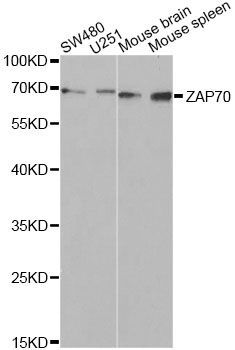 Western blot - ZAP70 Antibody (144-02195)