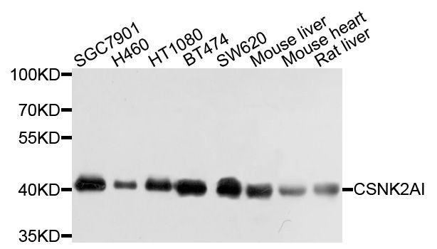 Western blot - CSNK2A1 Polyclonal Antibody (144-01014)