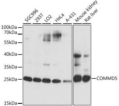 Western blot