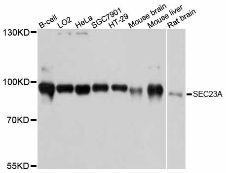 Western blot - SEC23A antibody (144-012101)