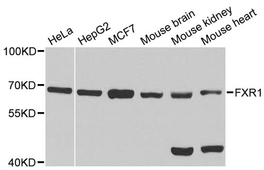 Western blot - FXR1 Polyclonal Antibody (144-05942)