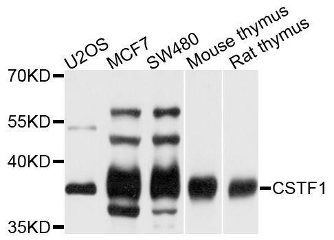 Western blot - CSTF1 antibody (144-05915)