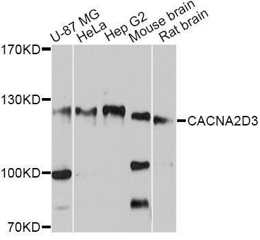 Western blot - CACNA2D3 Polyclonal Antibody (144-010315)