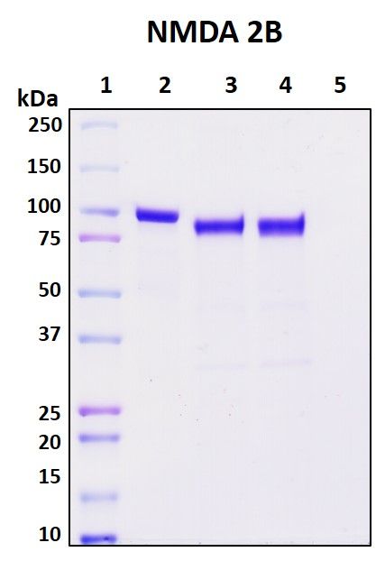 SDS-PAGE