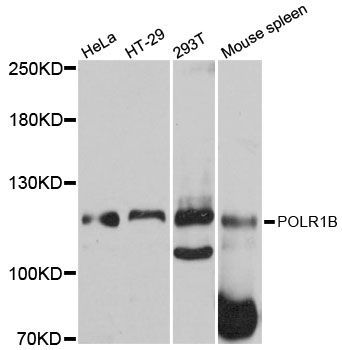 Western blot - POLR1B antibody (144-012034)