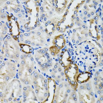 Immunohistochemistry - BCAP29 Polyclonal Antibody (144-06335)