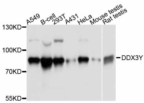 Western blot - DDX3Y Polyclonal Antibody (144-011704)