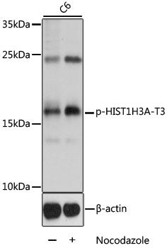 Western blot - Phospho-HIST1H3A-T3 pAb (144-61551)