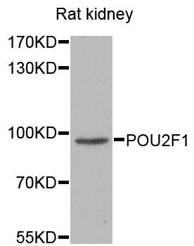 Western blot - POU2F1 Polyclonal Antibody (144-01682)