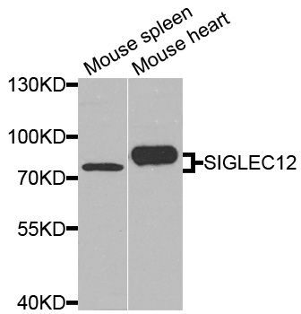 Western blot - SIGLEC12 antibody (144-08519)