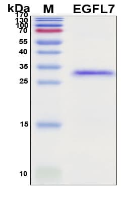 SDS-PAGE Image