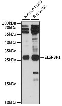 Western blot - ELSPBP1 antibody (144-015882)