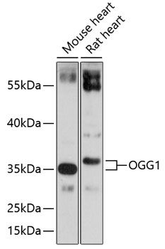 Western blot