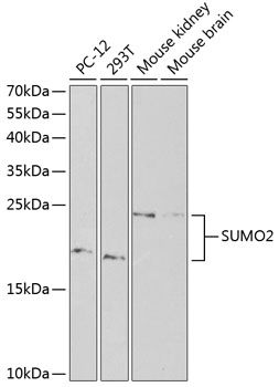 Western blot