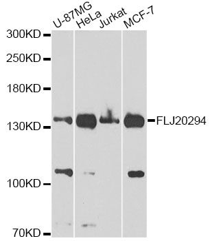 Western blot - FLJ20294 Polyclonal Antibody (144-01083)