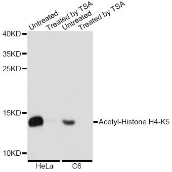 Western blot - Acetyl-Histone H4-K5 pAb (144-60957)