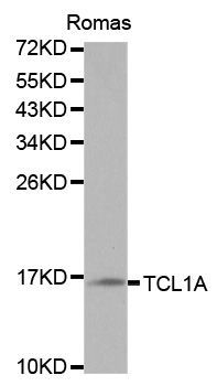 Western blot - TCL1A Polyclonal Antibody (144-00629)