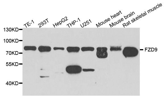 Western blot - FZD9 antibody (144-08311)