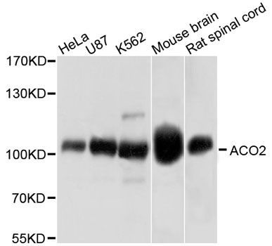 Western blot - ACO2 Polyclonal Antibody (144-03716)